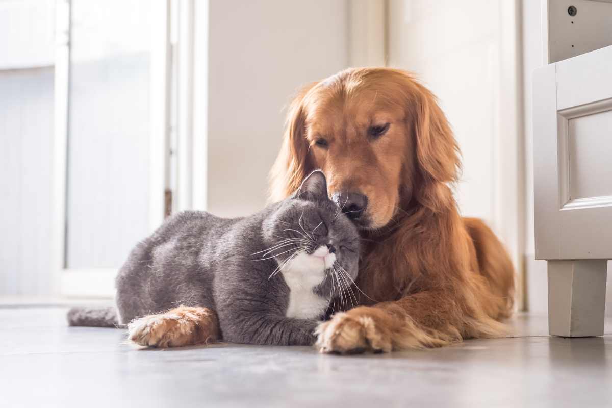 gatto e cane
