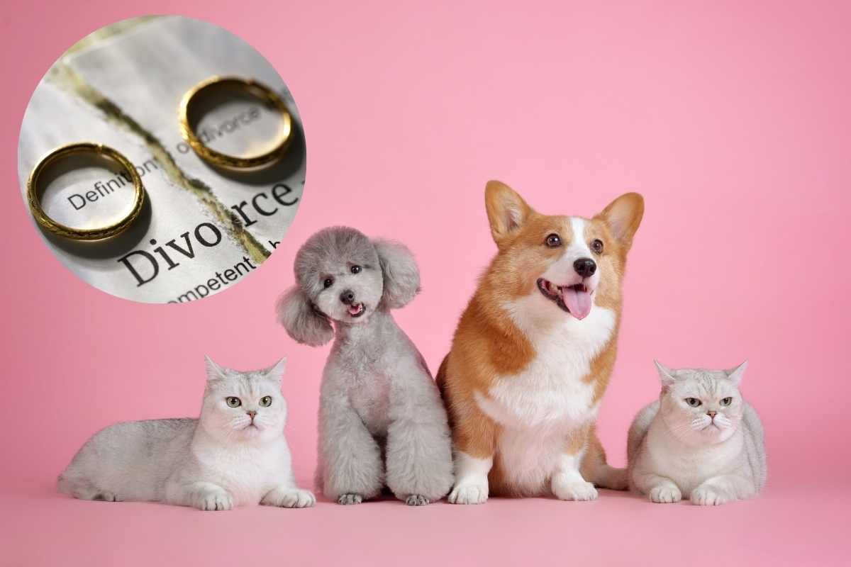 Cani e gatti con fedi nel cerchio