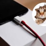 Gatto e cavo del caricabatterie