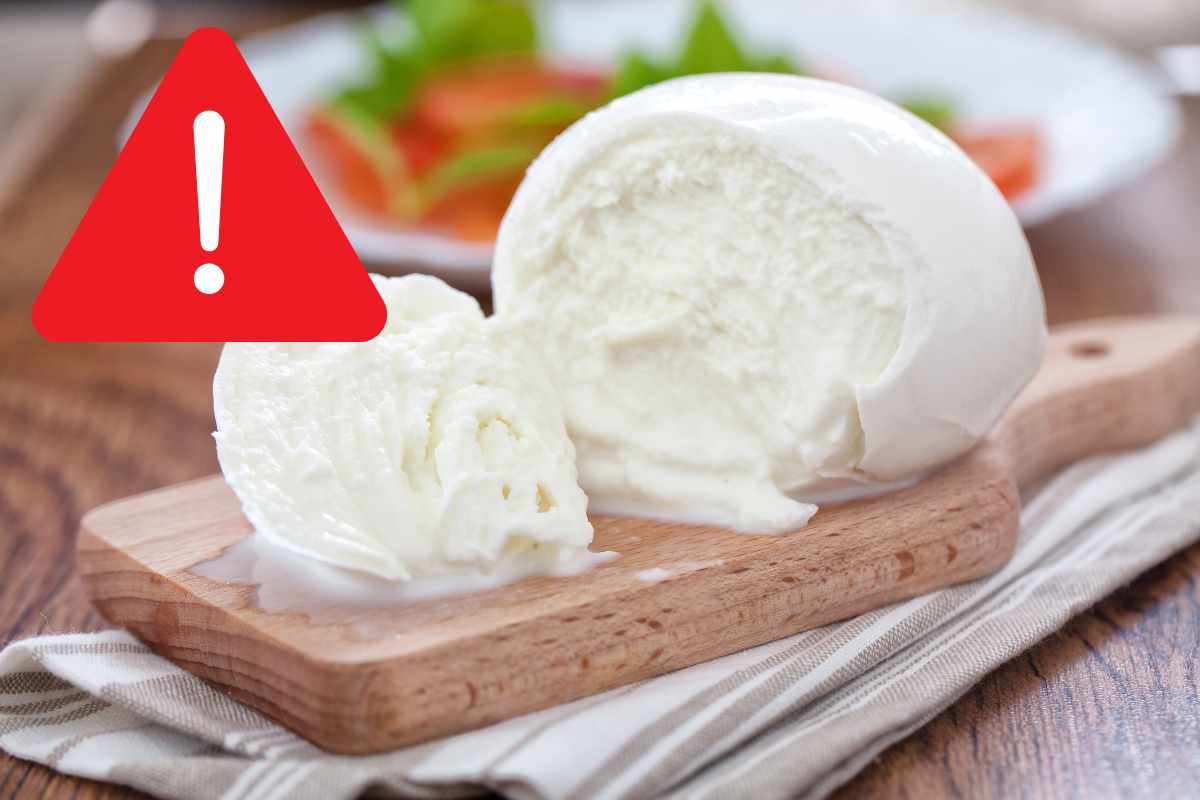 mozzarella