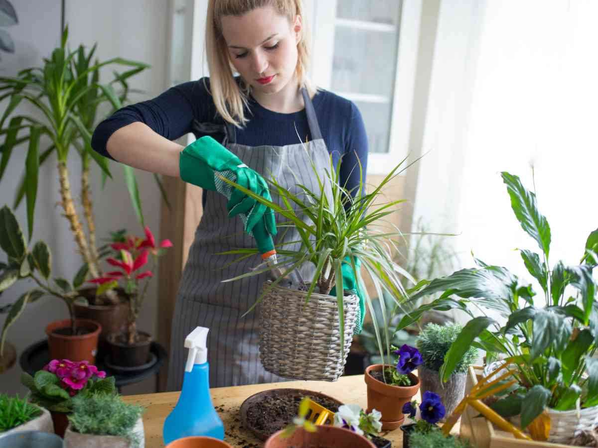 piante casa antistress