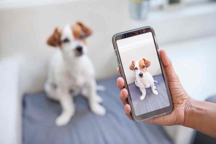 Foto al cane 