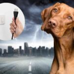 Cane spaventato mano con una presa