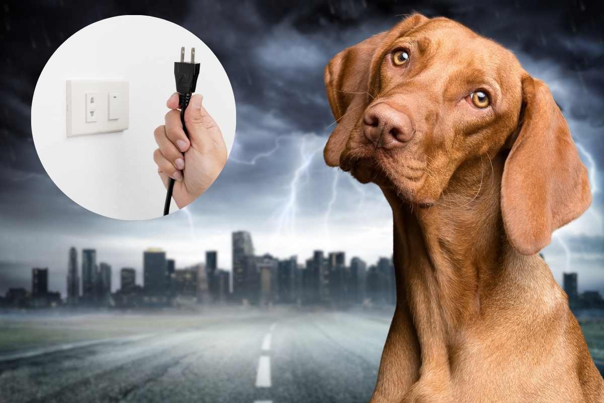 Cane spaventato mano con una presa