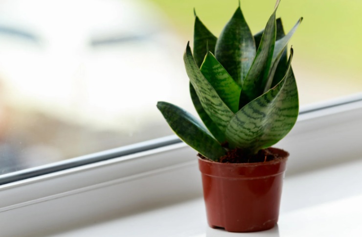 pianta lingua di suocera dentro ad un vaso 