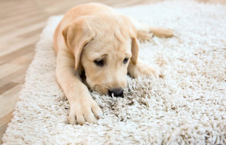 cane sdraiato sul tappeto di casa