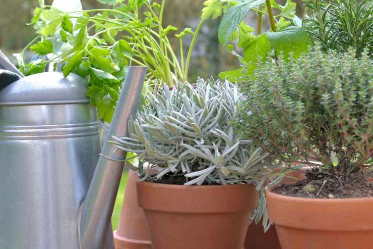 Piante aromatiche 